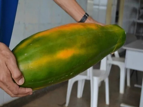 100 Sementes Do Mamão Vietnamita Kaek Dahm Grande Produção!!