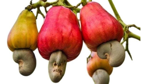 Planta De Castaña De Caju Exótica Frutal Frutos Secos Marrón