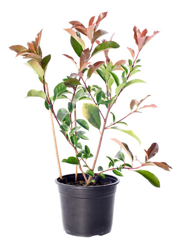Muda De Fotínia Photinia Folhas Vermelhas Ideal P/ Jardim