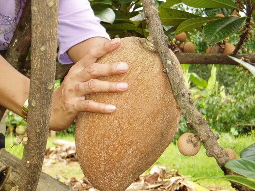 Zapote Mamey Gigante No Semilla Arbolitofrutal Exótico