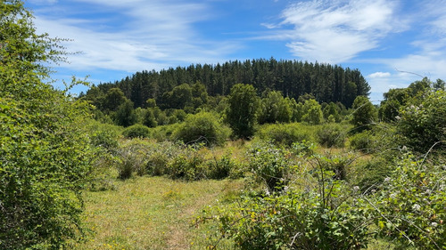 Campo En Venta En Cañitas, Los Muermos, Región De Los Lagos