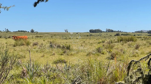 Campo 17 Has Con 9550 M2 Con Costa De Arroyo