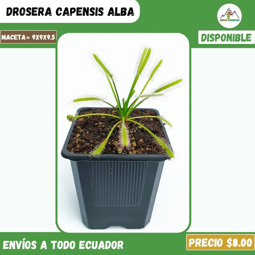 Plantas Carnívoras | Variedad De Géneros Y Especies