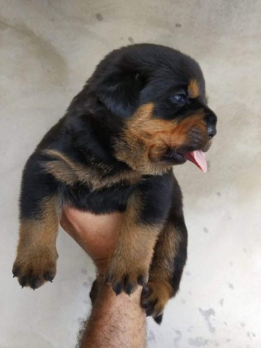 Filhotes De Rottweiler Com Pedigree Cbkc E Microchip