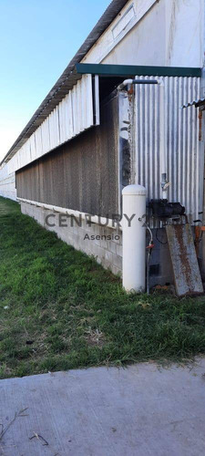 Imagen 19 de 22 de Granja Modelo Productora Huevos Venta Automatizada Baradero, Campo 4hts