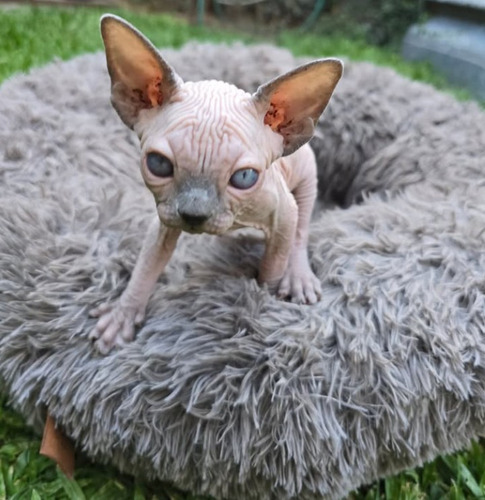 Divinos! Gatos Esfinge. Sphynx. Pelados. Sin Castrar! Seña.