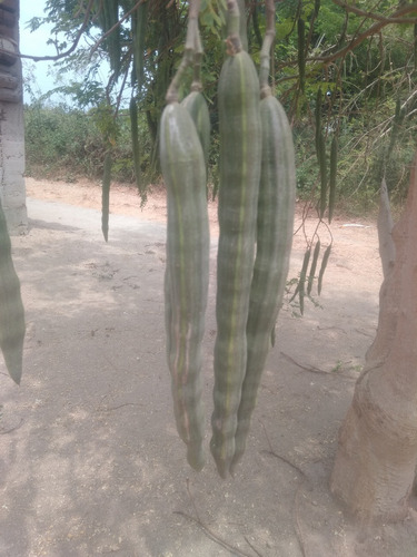 Semilla Moringa Granel (20 Kg)