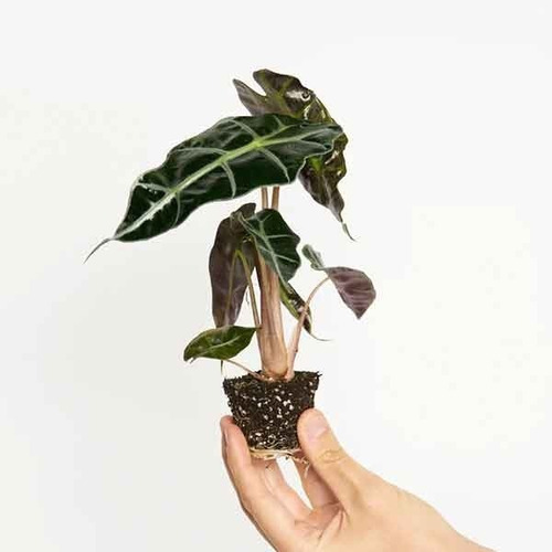 50 Semillas De  Alocasia Bonsai (interiores)