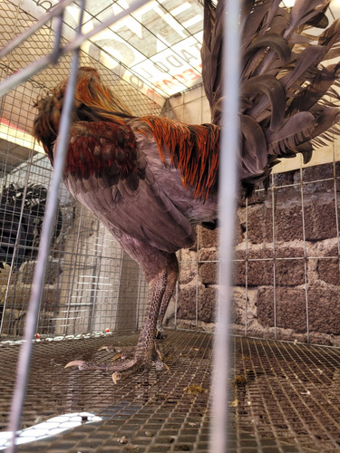 Gallos Muy Finos