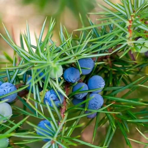 Chá De Zimbro - Juniperus Communis L. - 50g