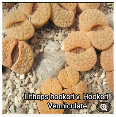 Lithops, Sementes Do Cacto Suculenta Alta Taxa De Germinação