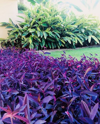 20 Mudas Setecresia (trapoeraba Roxa) - Graúdas 20cm Altura