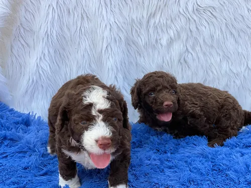 Perro de agua espanol puppies store for sale