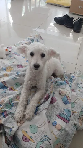 Perro Caniche Mini Toy P Cruzar C Perra, Excelente Compañero