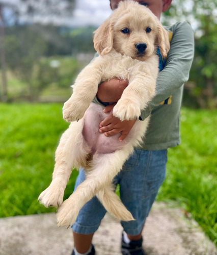 Golden Retriever De Raza Pura