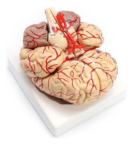 Órgano De Disección Profesional Del Cerebro Anatómico Humano