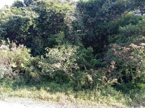 Imagem 9 de 10 de Lote De Chácara De 2.400 Mts Em Itanhaém Sp | Entrada 35 Mil