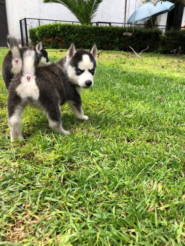 Imagen 1 de 2 de Husky Siberiano Raza Pura