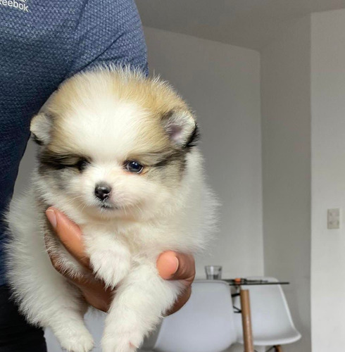 Venta Pomeranian Línea Rusa Ibague Animal Pets Colombia