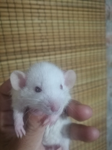 Ratas Dumbo