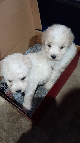 Imagen 3 de 9 de Caniches Cachorros