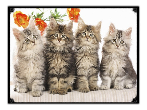 #1037 - Cuadro Vintage - Gatos Gatitos Poster Cat No Chapa