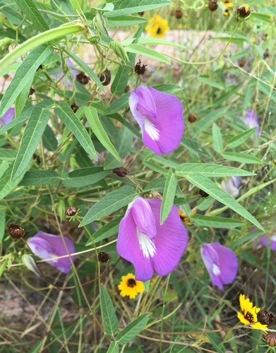 12 Semillas De Flor Gallito Virginianum
