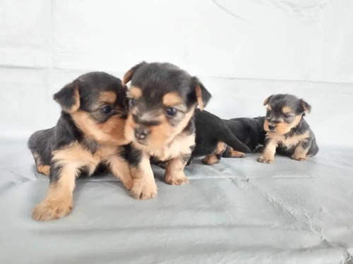 Cachorros Yorkshire Terrier 