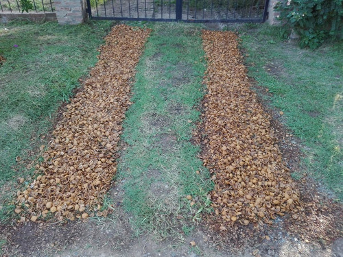 Cascar De Nueces Jardín Plantas Abono Decoración Caminos