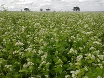 Comprar Semillas Orgánicas De Trigo Sarraceno