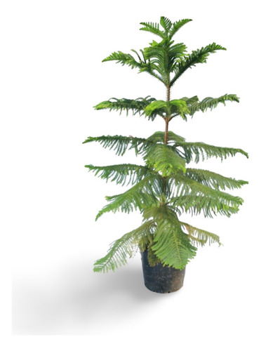 Cipres Arbol De Navidad Planta
