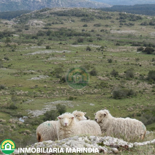 Vendo Campo De 10,5ha En Maldonado Lindero A Cerro Catedral