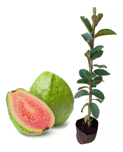 Plantas De Guayaba Pulpa Rosa - Plantin Frutal Nativo!!!