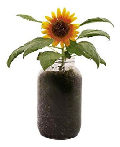 Back To The Roots Sunflower Organic Windowill Planter Kit - 