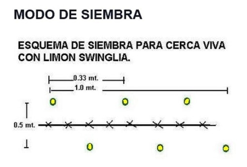 Semillas De Limoncillo De Cerca Viva