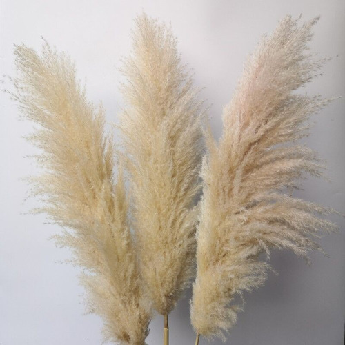 Imagen 2 de 4 de Pampas Secas Decoracion 10 Pz Ultra Flufy Temporada Limitada