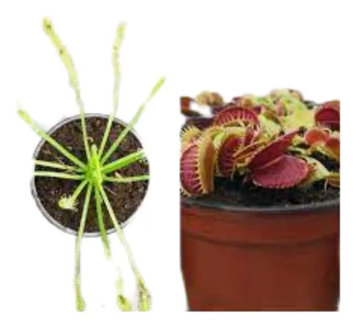 comprar Combo Venus Atrapamoscas + Drosera Capensis. Envío Barato!