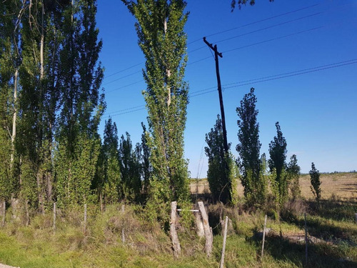 Imagen 3 de 28 de Vendo/permuto Finca Apto Todo Destino (viña, Cultivos Grales Y Ademas Cannabis Medicinal) O Loteo Club De Campo -alto Del Algarrobal-san Rafael -mendoza Sobre Rn 146 Km 376.1