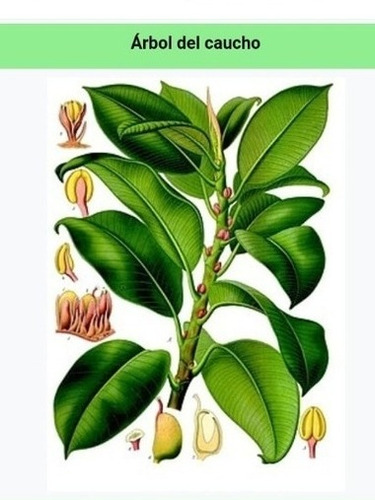 Ficus Elastica Variegado Gomero Planta De Interior Envíos