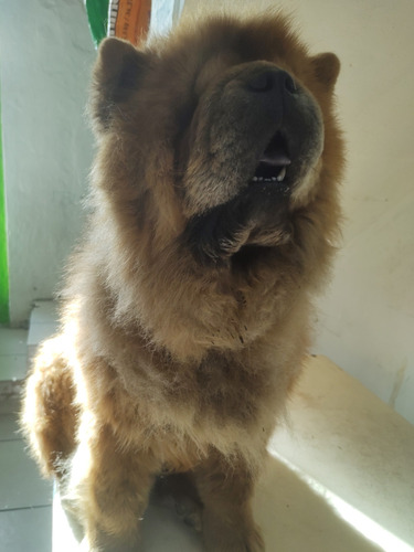 Chow Chow Cara De Oso