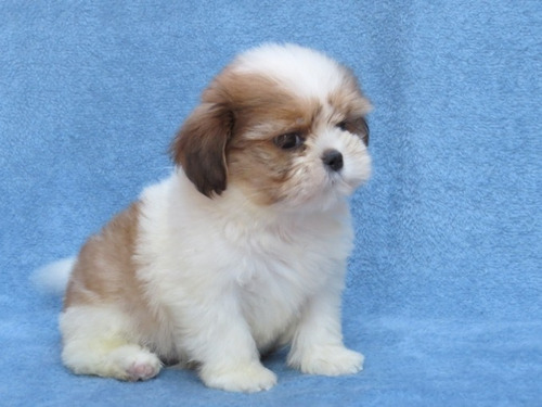 Shih Tzu Macho Mini Lindo Bem Pequeno Shitzu Filhote Shihtzu