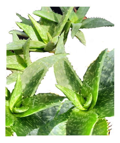 Aloe Vera Medicinal