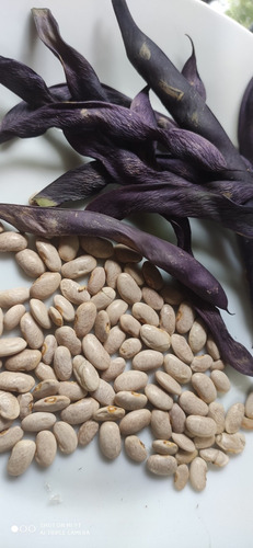 Mix Semilla Porotos Variado A Elección Cinco Variedades