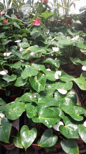 Imagen 6 de 6 de Planta De Interior Anthurium Premiun