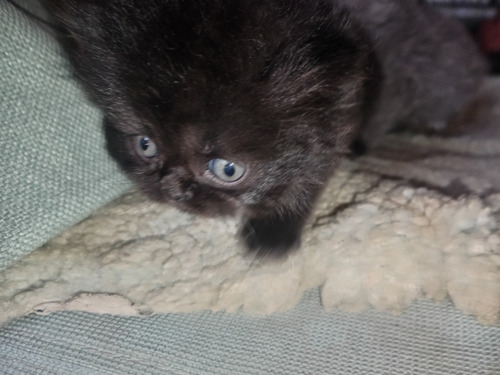 Gatos Persa, Recién Nacidos, Precio Contado.