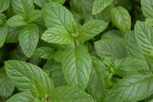 Hermosa Planta De Hierbabuena Orgánica 