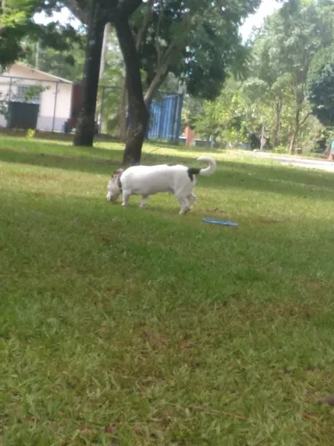 Doação De Cachorro