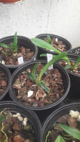 Orquídeas Cattelyas, Plantas Jóvenes.
