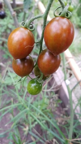 20 Semillas De Tomate Cherry Perita Negro