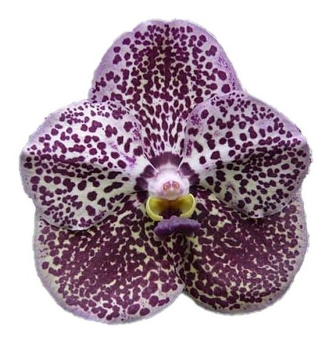 Orquídea Vanda Kulwadee Fragance